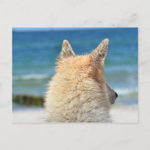 Pet Dog At The Beach Sea Sand Surf Postcard