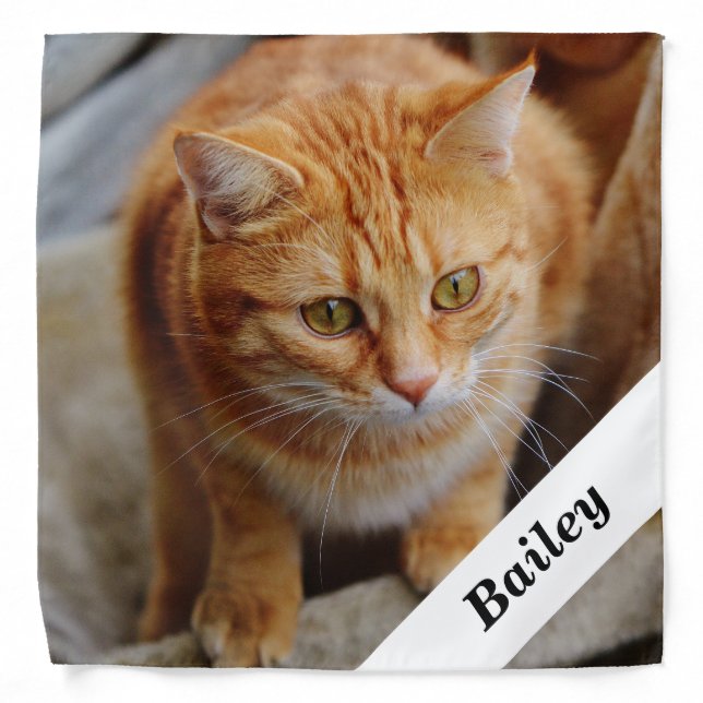 Pet Dog Cat Personalized Photo Template Bandana (Front)