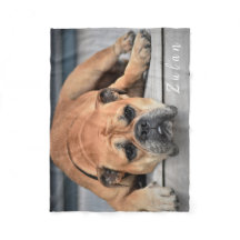 Pet Dog Chubby Continental Bulldog
