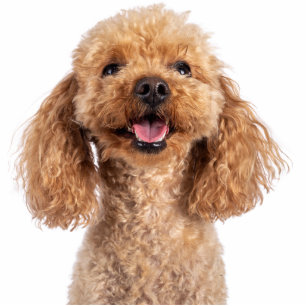 Pet Dog Photo Sculpture Cutout