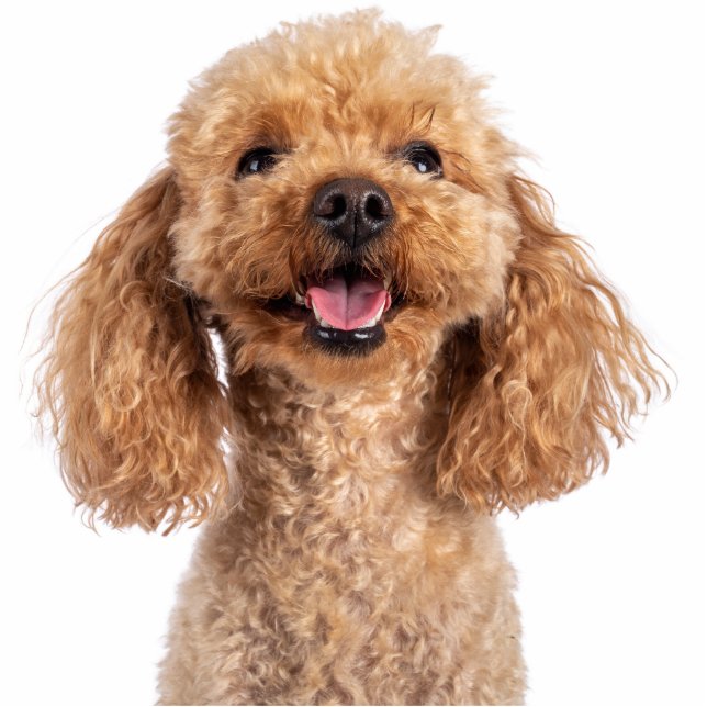 Pet Dog Photo Sculpture Cutout (Front)