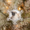 Pet Dog Simple Paw Print Custom Name Photo