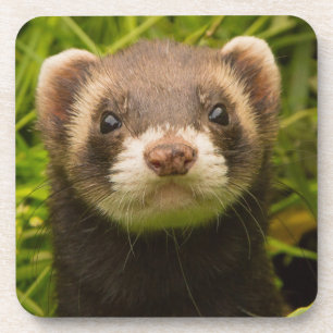 Pet Ferret in the Grass Beverage Coaster
