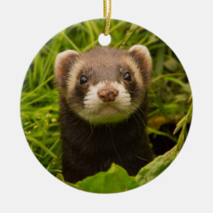 Pet Ferret in the Grass Ceramic Ornament