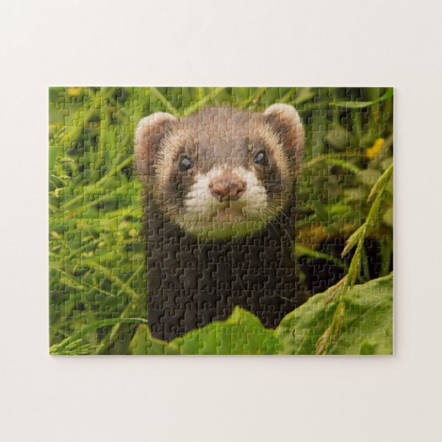 Pet Ferret in the Grass Jigsaw Puzzle (Horizontal)