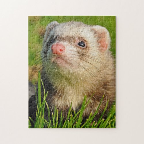 Pet Ferret in the Grass Jigsaw Puzzle