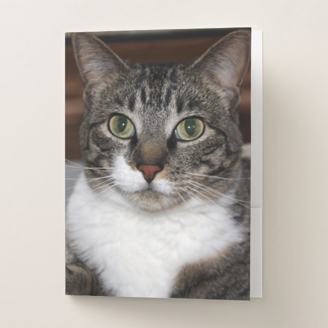 Pet Gray Tabby Cat Animal Photography Pocket Folder (Front)
