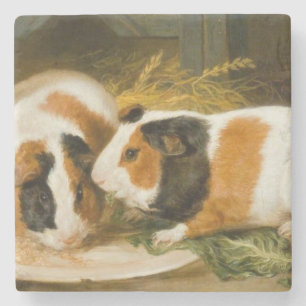 Pet Guinea Pigs Feeding (by James Ward) Stone Coaster