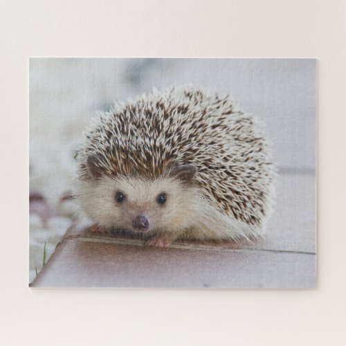 Pet Hedgehog Jigsaw Puzzle