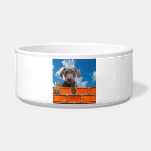 Pet image for Large-Pet-Bowl Bowl