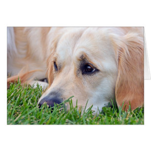 Pet Loss Sympathy Golden Retriever Cards
