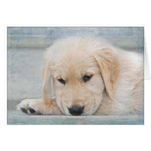 Pet Loss Sympathy Golden Retriever Cards