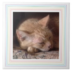 PET LOVE Ceramic Tile / Rainbow