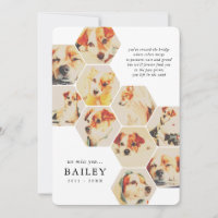 Pet Memorial Modern Simple 10 Photo Collage Card