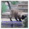 Pet Memorial Tile, Seal Point Cat
