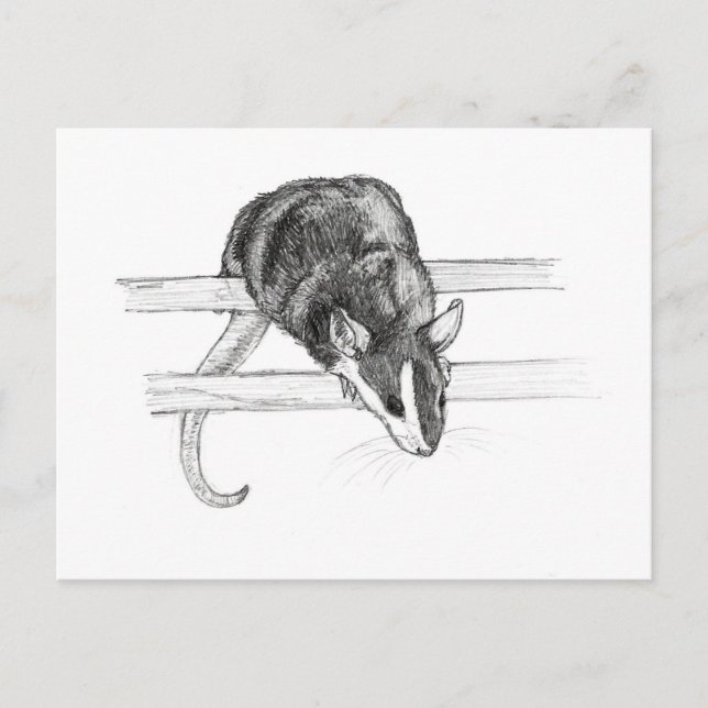 Pet mouse sketch postcard by Nicole Janes (Front)