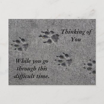 Pet Paws In Cement – Always There Postcard by Paws_At_Peace at Zazzle