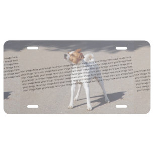  PET Photo ✨ Lovely Custom  License Plate