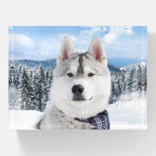 Pet Photo Paperweight