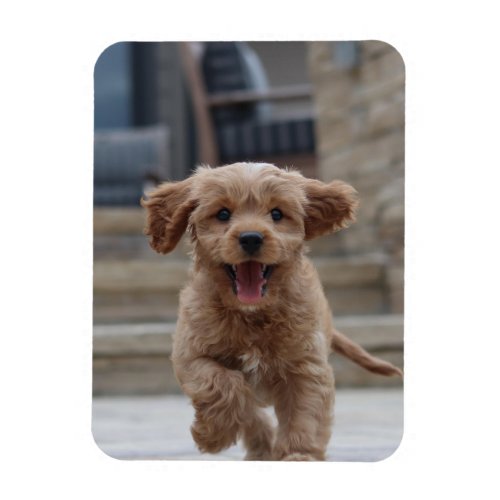 Pet Photo  Picture Upload Cute Adorable Dog Magnet