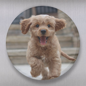 Pet Photo | Picture Upload Cute Adorable Dog Magnet