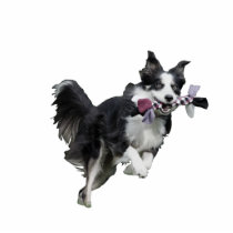 Pet Photo Sculpture Statuette - Border Collie