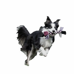 Pet Photo Sculpture Statuette - Border Collie