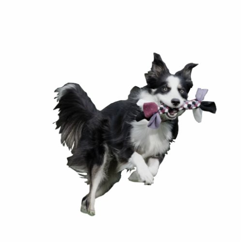 Pet Photo Sculpture Statuette _ Border Collie