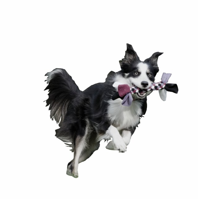 Pet Photo Sculpture Statuette - Border Collie (Front)