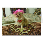 Pet Photo Shoot - 3rd in series (Front Horizontal)