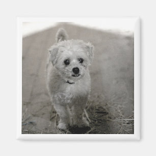 Pet Photo Timeless Keepsake Dog Mom Dad Magnet
