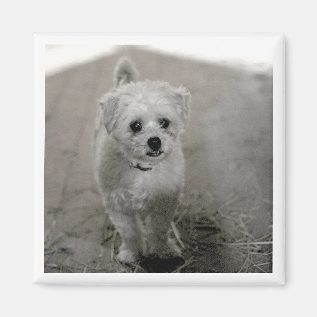 Pet Photo Timeless Keepsake Dog Mom Dad Magnet (Front)