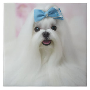 Pet Photo Upload Cute Adorable Dog Ceramic Tile
