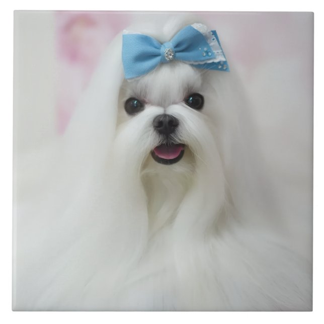 Pet Photo Upload Cute Adorable Dog Ceramic Tile (Front)