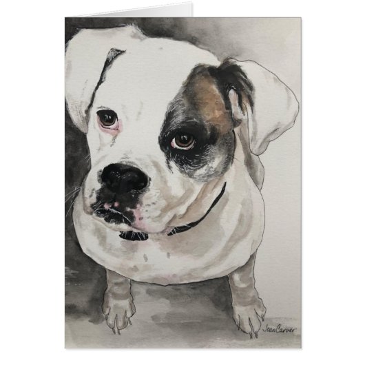 Pet Portrait -  Captain Jack - American Bulldog (Front)