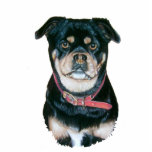 pet portrait picture of black and tan pug dog statuette<br><div class="desc">This is a portrait of a very cute "mature" little pug dog named "Daisy" I painted her portrait a few years ago and I enjoyed every minute of creating this original soft pastel picture. I think this special girls sweet pug expression is a must have for all lovers of the...</div>
