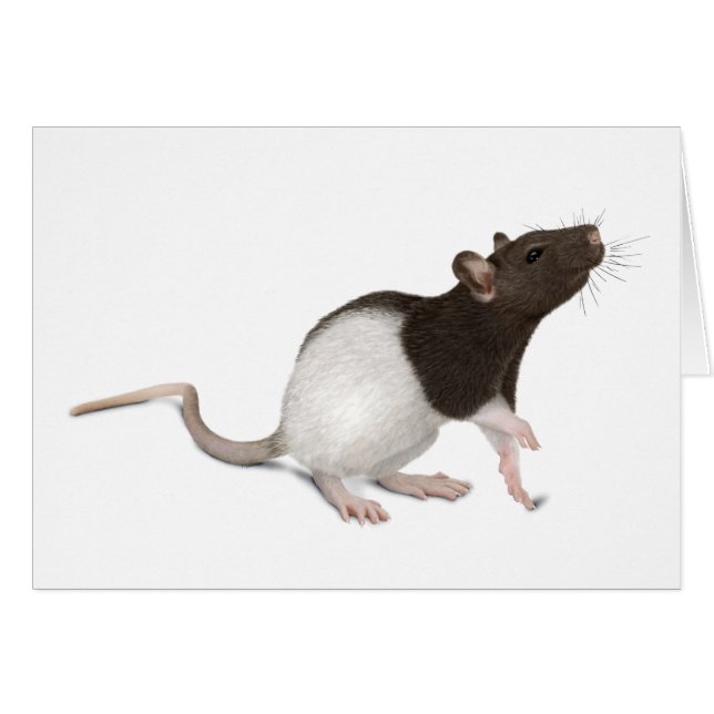 Pet Rat Painting Cards (Front Horizontal)