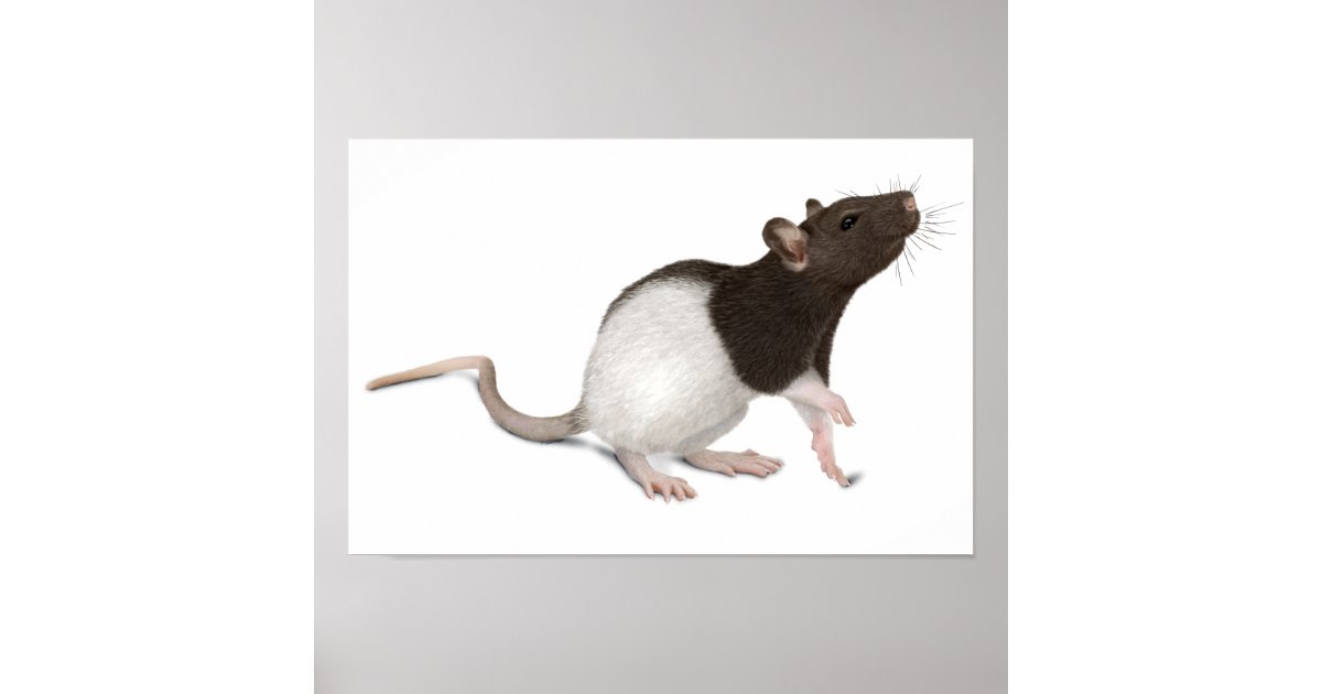 Pet Rat Painting Poster Zazzle