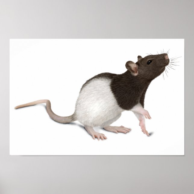 Pet Rat Painting Poster (Front)
