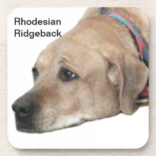 Pet Rhodesian Ridgeback Dog Picture Beverage Coaster