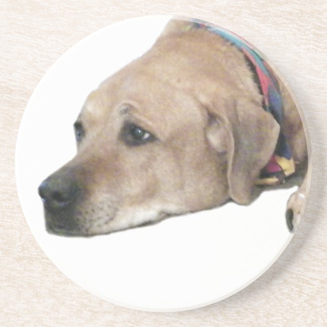 Pet Rhodesian Ridgeback Dog Picture Sandstone Coaster (Front)