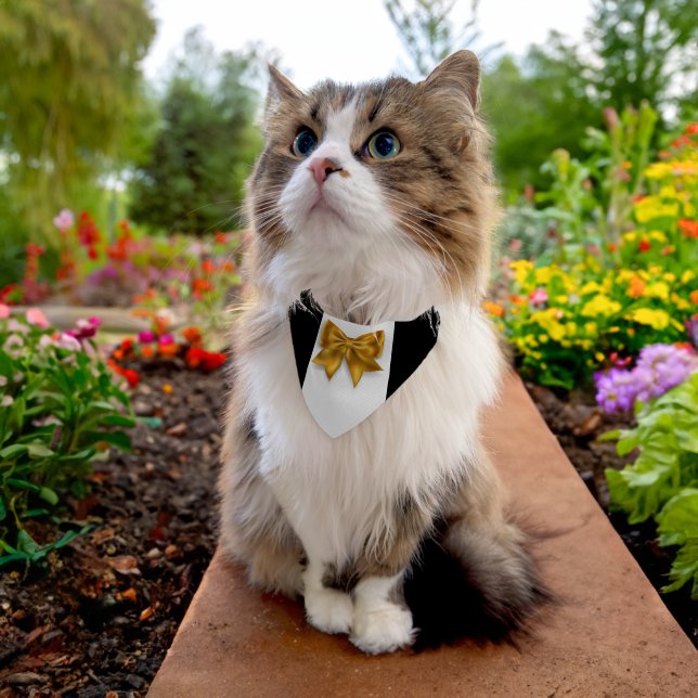 Pet ring bearer wedding day formal tuxedo gold pet bandana collar (Cat)