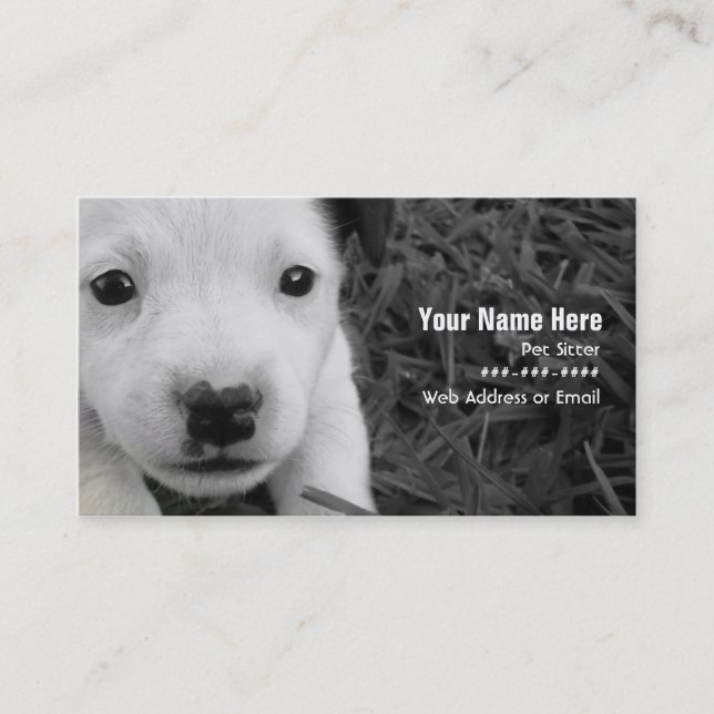 Pet Sitter Business Card - Jack Russell Puppy (Front)