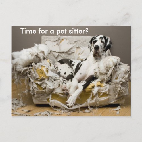 Pet Sitter Great Dane on Chewed Sofa Postcard