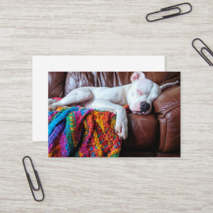 Pet Sitting Business Dog Sleeping on the Couch Card