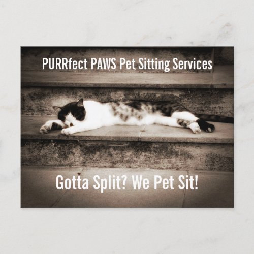 Pet Sitting Business with Tuxedo Cat on Steps Postcard