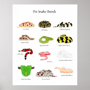 pet snake breeds poster