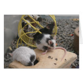 Pet Store Critters (Front Horizontal)