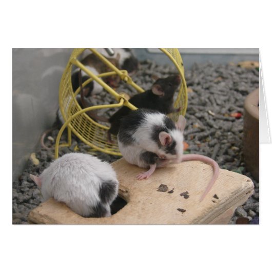 Pet Store Critters Cards (Front Horizontal)
