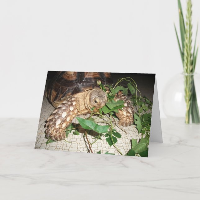 Pet Sulcata Tortoise Munching Leaves Card (Front)